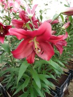 [4176 Borrello VH No02.JPG]